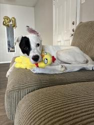 Lost Male Dog last seen North collins St - brown blvd, Arlington, TX 76011