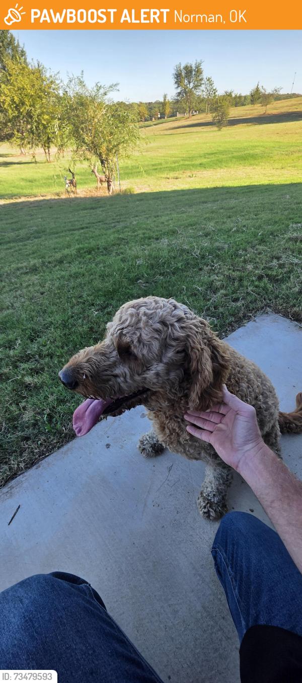 Found/Stray Unknown Dog last seen 72nd Ave NE and Robinson, Norman, OK 73026