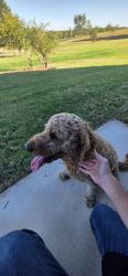 Found/Stray Unknown Dog last seen 72nd Ave NE and Robinson, Norman, OK 73026