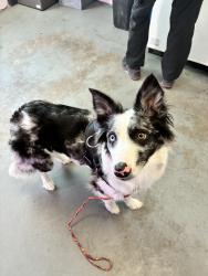 Shelter Stray Female Dog last seen Near W Gun Smoke Drive, Bluffdale, UT, 84065, 511 W 3900 S, Salt Lake City, UT 84123, USA