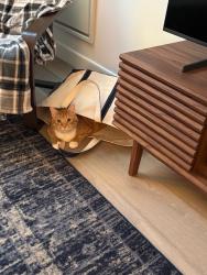 Shelter Stray Male Cat last seen Van Courtlandt Park, BRONX, NY, 10471, 326 E 110th St, New York, NY 10029, USA