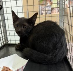 Shelter Stray Male Cat last seen C Street, San Diego, CA, 92102, 5500 Gaines St, San Diego, CA 92110, USA