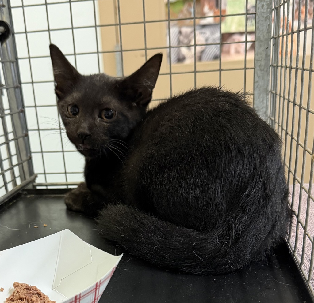 Shelter Stray Male Cat last seen C Street, San Diego, CA, 92102, 5500 Gaines St, San Diego, CA 92110, USA