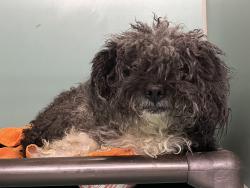 Shelter Stray Male Dog last seen Near Cross Bronx Expressway, BRONX, NY, 10457, 326 E 110th St, New York, NY 10029, USA