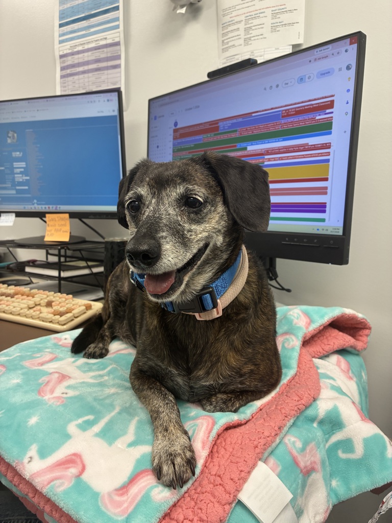 Shelter Stray Female Dog last seen Bacon, San Diego, CA, 92107, 5500 Gaines St, San Diego, CA 92110, USA