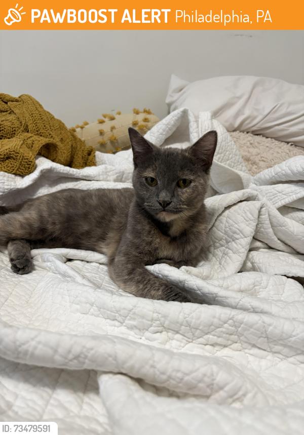 Found/Stray Female Cat last seen South 7 and Dickinson street, Philadelphia, PA 19147