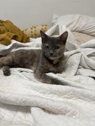 Found/Stray Female Cat last seen South 7 and Dickinson street, Philadelphia, PA 19147