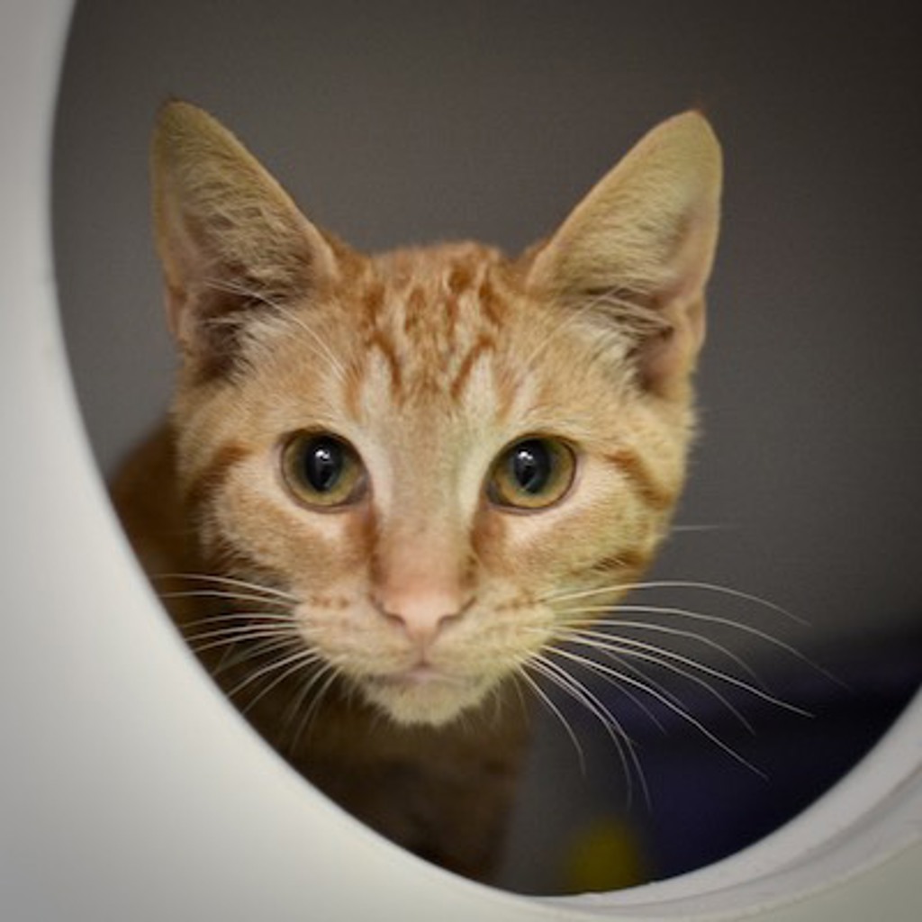 Shelter Stray Male Cat last seen 105th/Sandy, OR, 1700 W Historic Columbia River Hwy, Troutdale, OR 97060, USA