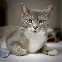 Shelter Stray Female Cat last seen OR, 1700 W Historic Columbia River Hwy, Troutdale, OR 97060, USA