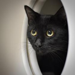Shelter Stray Male Cat last seen SE 109th/Stark, OR, 1700 W Historic Columbia River Hwy, Troutdale, OR 97060, USA