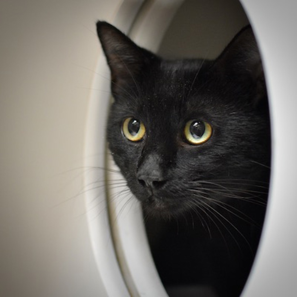 Shelter Stray Male Cat last seen SE 109th/Stark, OR, 1700 W Historic Columbia River Hwy, Troutdale, OR 97060, USA