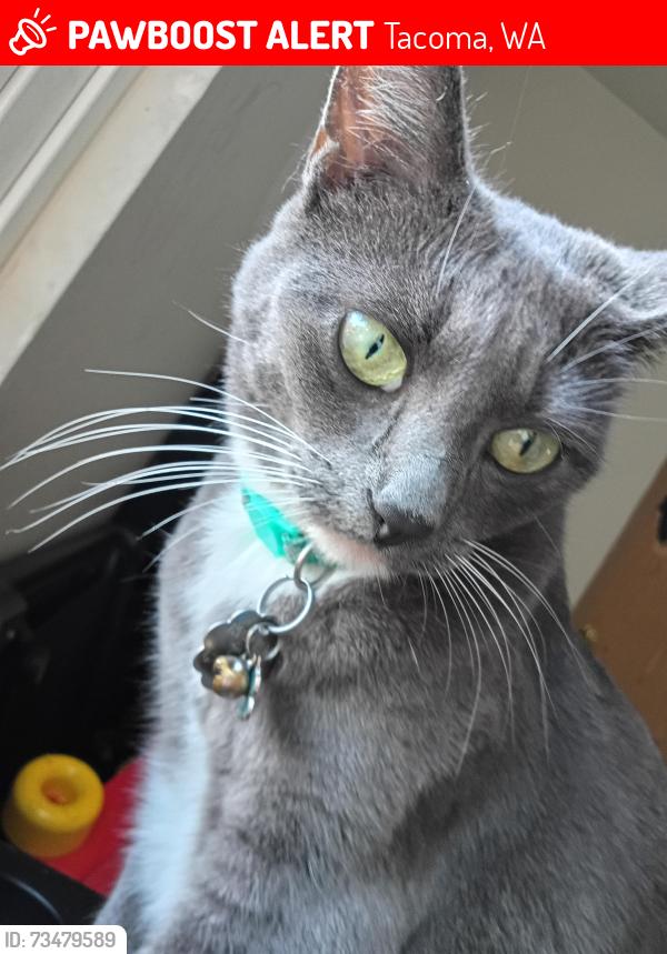 Lost Female Cat last seen Pacific avenue East 81st, Tacoma, WA 98445