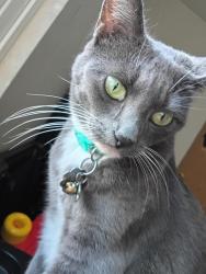 Lost Female Cat last seen Pacific avenue East 81st, Tacoma, WA 98445