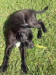 Lost Male Dog last seen Sylvester road, Albany, GA 31701