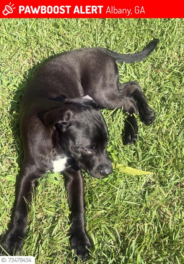 Lost Male Dog last seen Sylvester road, Albany, GA 31701