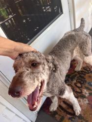 Found/Stray Male Dog last seen School street Clinchfield, Marion, NC 28752