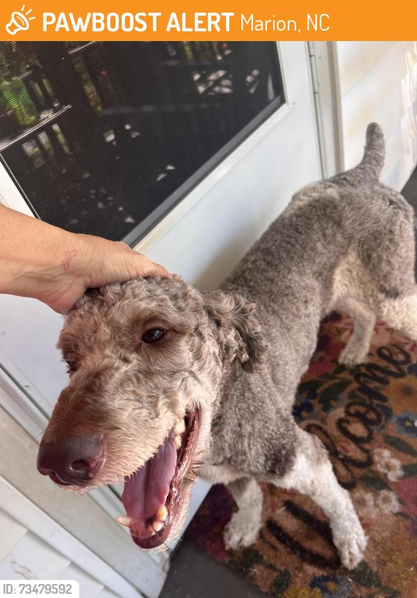 Found/Stray Male Dog last seen School street Clinchfield, Marion, NC 28752