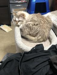 Lost Female Cat last seen Menlo Park Lane, Carrollton, TX, Carrollton, TX 75007