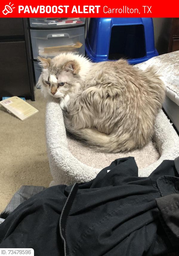 Lost Female Cat last seen Menlo Park Lane, Carrollton, TX, Carrollton, TX 75007