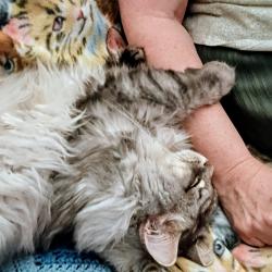 Reunited Male Cat last seen Center hill rd .....sunset avenue monroe ny, Monroe, NY 10950