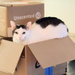 Lost Female Cat last seen Lawndale Park/the nature preserve connected to it., Algonquin, IL 60102