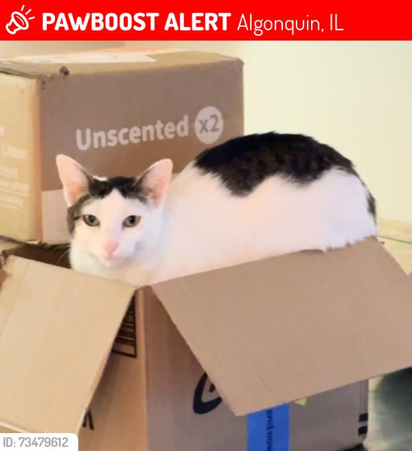 Lost Female Cat last seen Lawndale Park/the nature preserve connected to it., Algonquin, IL 60102
