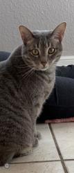 Lost Female Cat last seen Powers and fountain, Colorado Springs, CO 80916