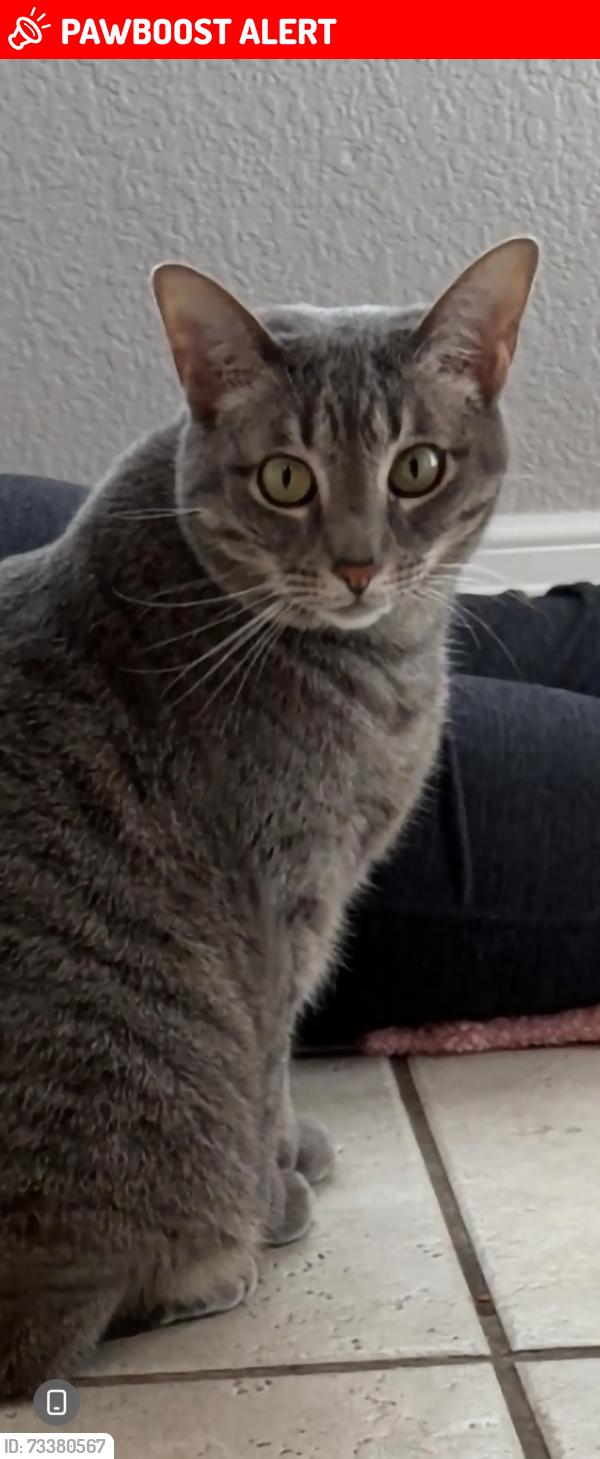 Lost Female Cat last seen Powers and fountain, Colorado Springs, CO 80916