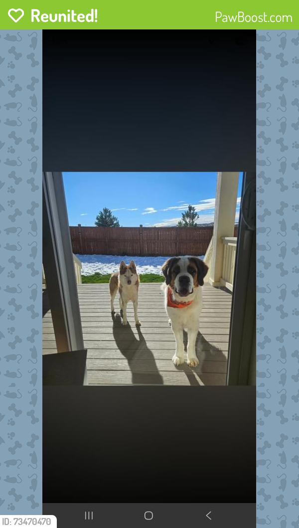 Reunited Male Dog last seen Our hse easter and frost, Aurora, CO 80016