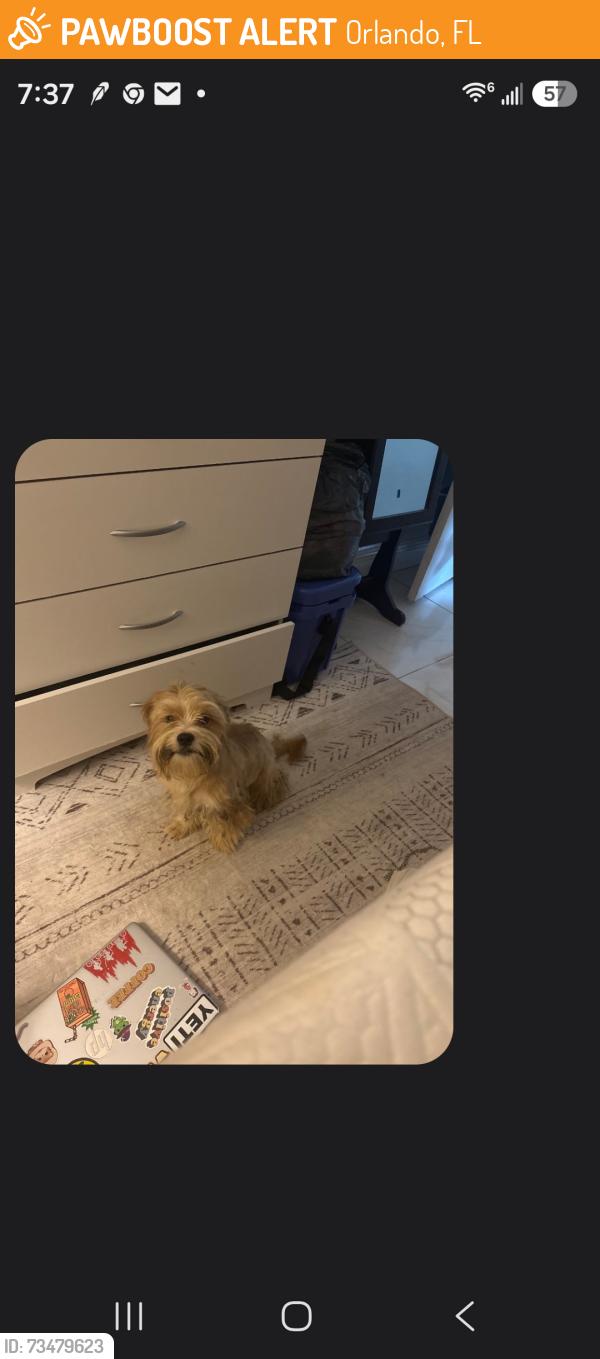 Found/Stray Male Dog last seen Scranton ave, Orlando, FL 32826