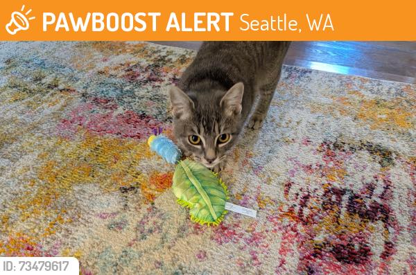 Found/Stray Female Cat last seen Brandon and 31st Ave S, Seattle, WA 98108