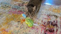 Found/Stray Female Cat last seen Brandon and 31st Ave S, Seattle, WA 98108