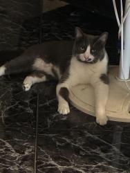 Reunited Male Cat last seen Senisa Springs, San Antonio, TX 78251