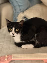 Reunited Female Cat last seen Near Circulo Santiago Carlsbad, CA The Avenue apmt Complex, Carlsbad, CA 92008