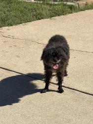 Lost Unknown Dog last seen Found the dog on North Churchill closest to Greenbriar, Fate, TX 75189