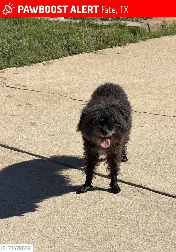 Lost Unknown Dog last seen Found the dog on North Churchill closest to Greenbriar, Fate, TX 75189