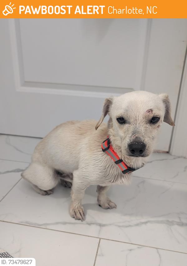 Found/Stray Male Dog last seen Riverside Drive, Charlotte, NC 28214