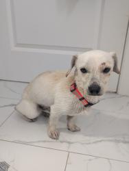 Found/Stray Male Dog last seen Riverside Drive, Charlotte, NC 28214