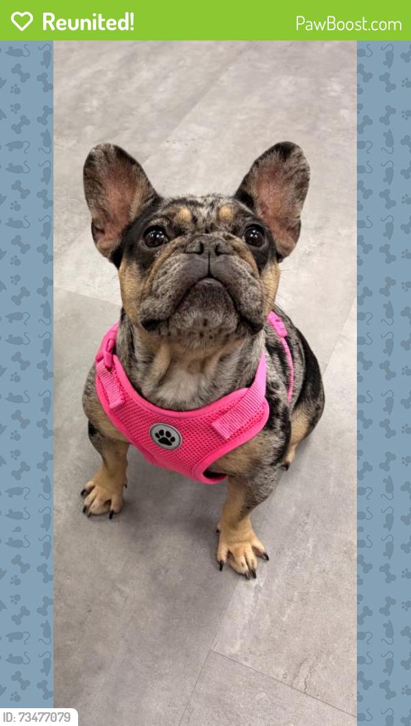 Reunited Female Dog last seen Hwy 146 by Mccoys, Dayton, TX 77535