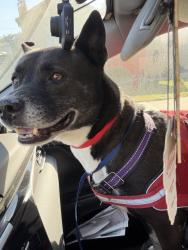 Reunited Male Dog last seen Somerset x Jefferson, Los Angeles, CA 90016