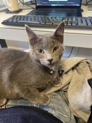 Reunited Male Cat last seen Near S Cleveland St and Porter St, Philadelphia, PA 19145