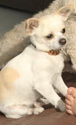 Reunited Male Dog last seen Near S Fiske blvrd, Rockledge, FL 32955