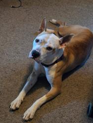 Lost Female Dog last seen Centre st, Dayton, OH 45403