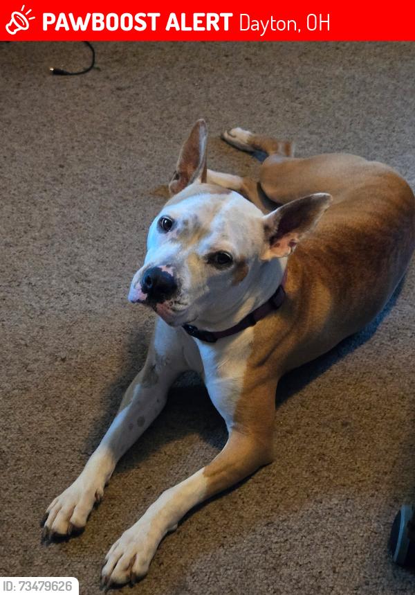 Lost Female Dog last seen Centre st, Dayton, OH 45403