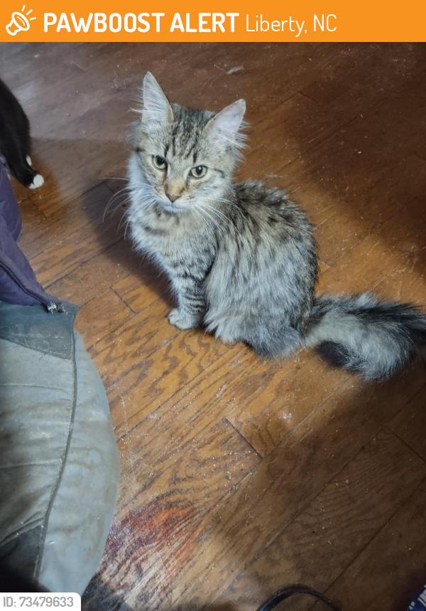 Found/Stray Male Cat last seen Garrett/Way Rd, Liberty NC, Liberty, NC 27298