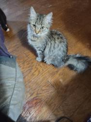 Found/Stray Male Cat last seen Garrett/Way Rd, Liberty NC, Liberty, NC 27298