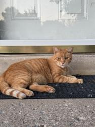 Found/Stray Unknown Cat last seen near lowe’s on lowe’s on richmond rd, Lexington, KY 40509