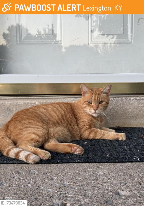 Found/Stray Unknown Cat last seen near lowe’s on lowe’s on richmond rd, Lexington, KY 40509