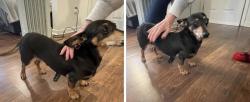Reunited Male Dog last seen clbh, East Cobb, GA 30062