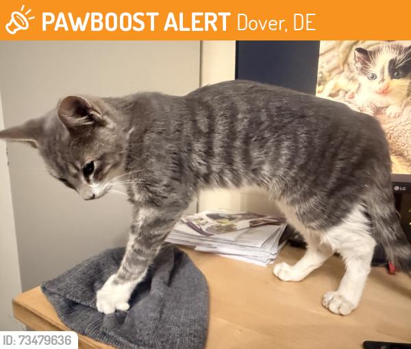 Found/Stray Male Cat last seen stoney drive, Dover, DE 19904